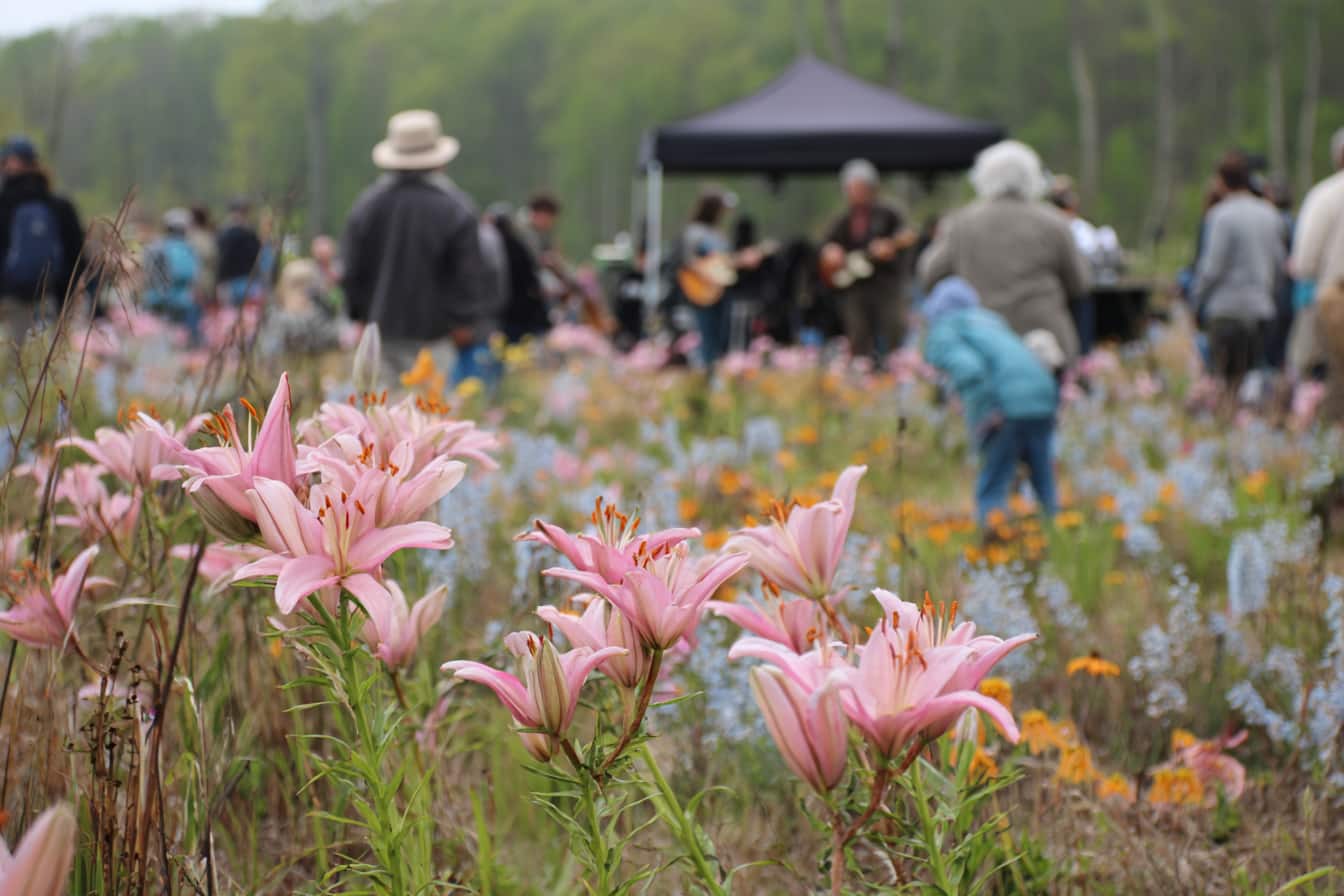 Three Days Of Music And Wildflowers