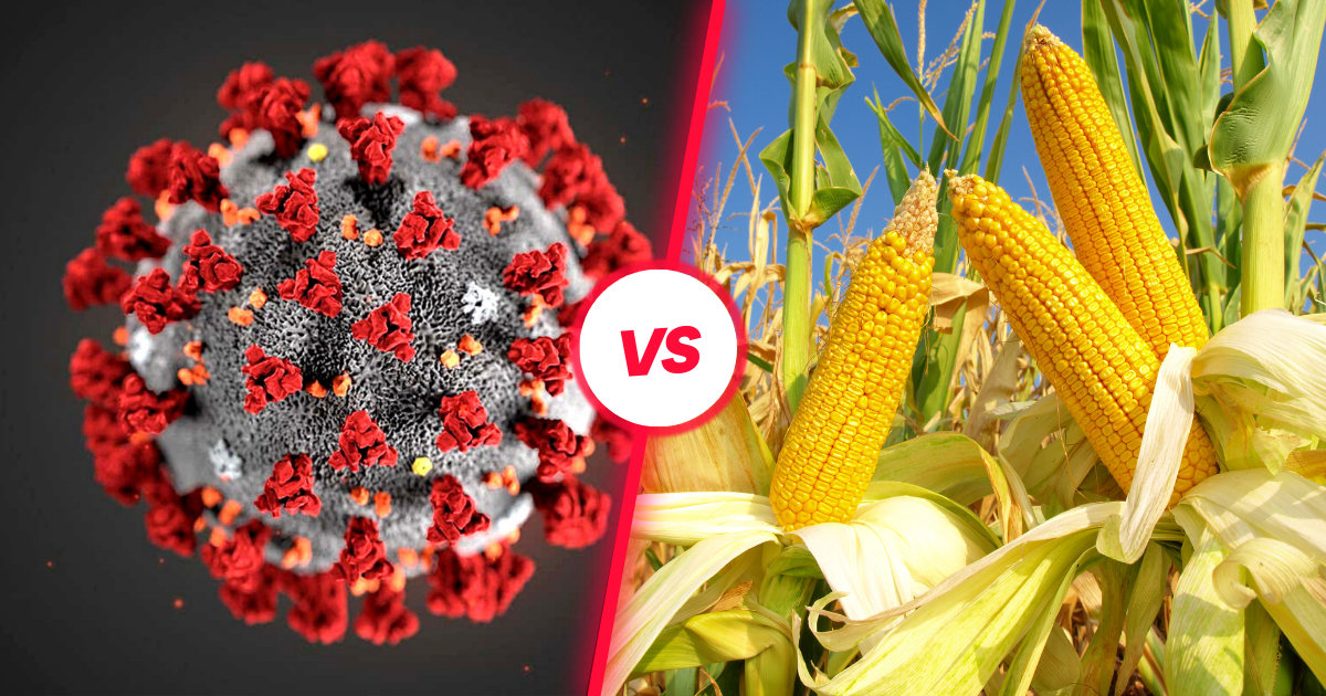 🌽 Corn vs. COVID