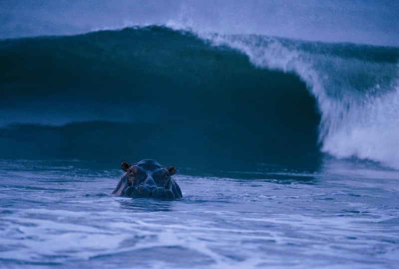 Surfing Hippos of Loango