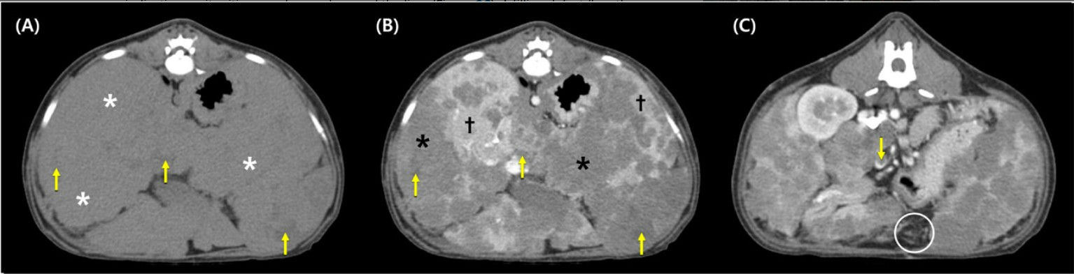 CT Patterns Reveal Rare Primary Hepatic Neuroendocrine Carcinoma in French Bulldog