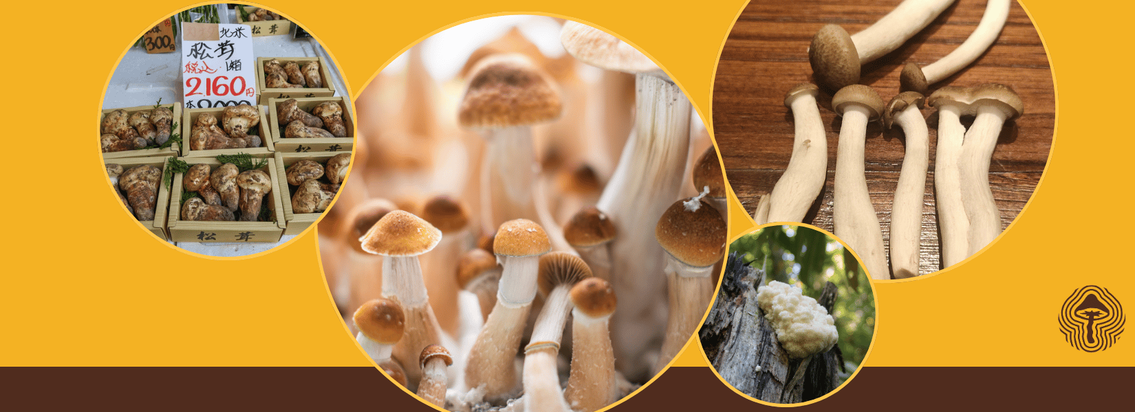 Shiitake for Aging Muscle, Gut Fungi Predict Crohn's, and Lead-Buffered Immunity