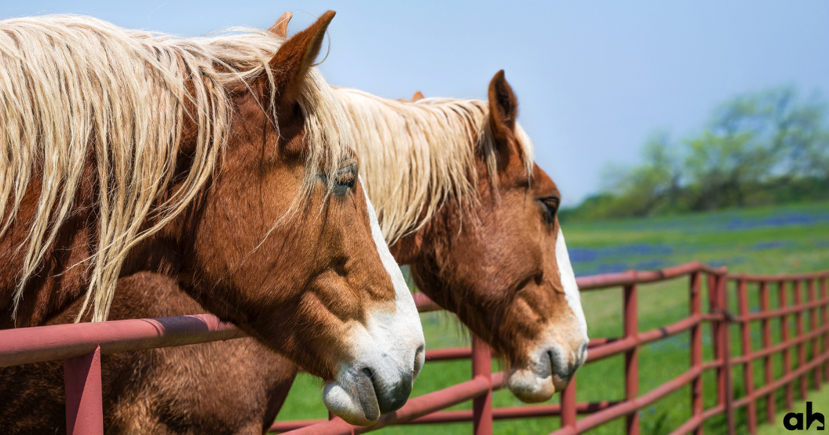 How Heavy Is A Full-Grown Horse? [Stats About How Much Horses Weigh]