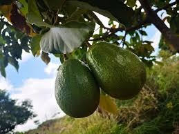 Beyond Beets: Potassium-Rich and Liver-Supporting Foods Slash Hypertension Risk Naturally