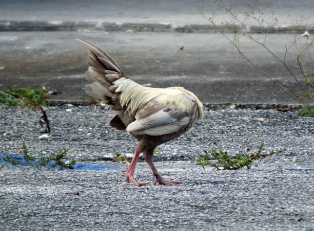 #381: Like Chickens Without a Head