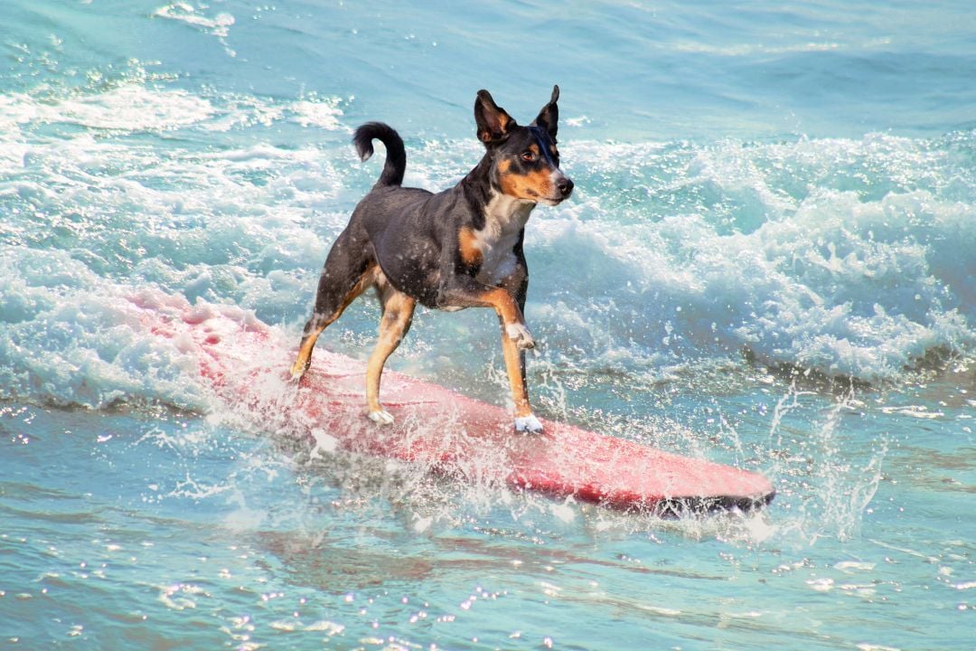 Live in ONE HOUR – Free Zoom August 13th 