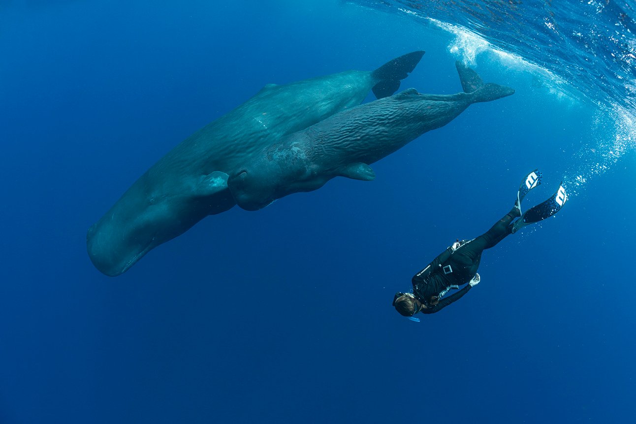 Convenzione: Mares 🤿