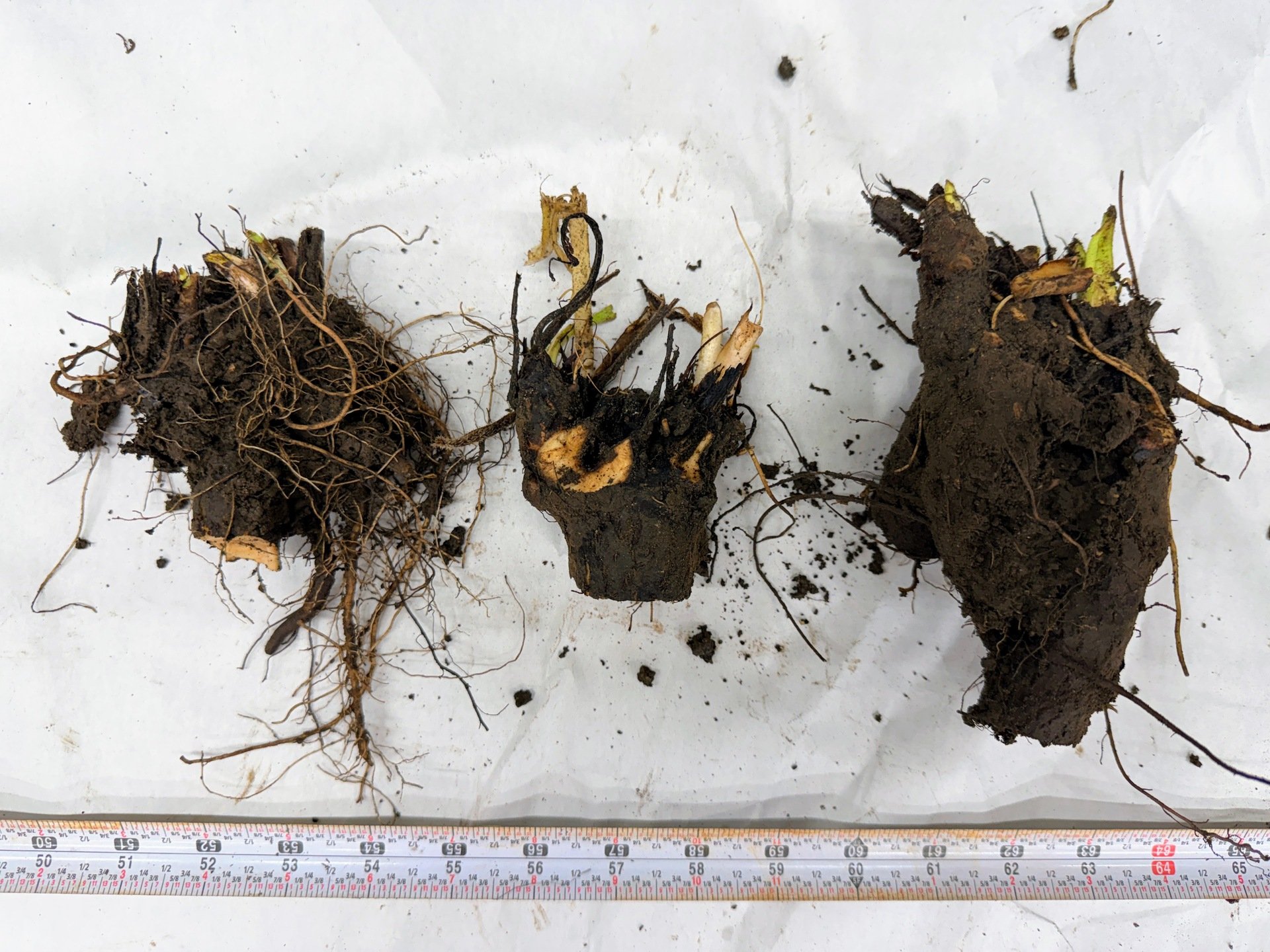 Propagating Comfrey Root Cuttings vs Crowns: What's the Difference?