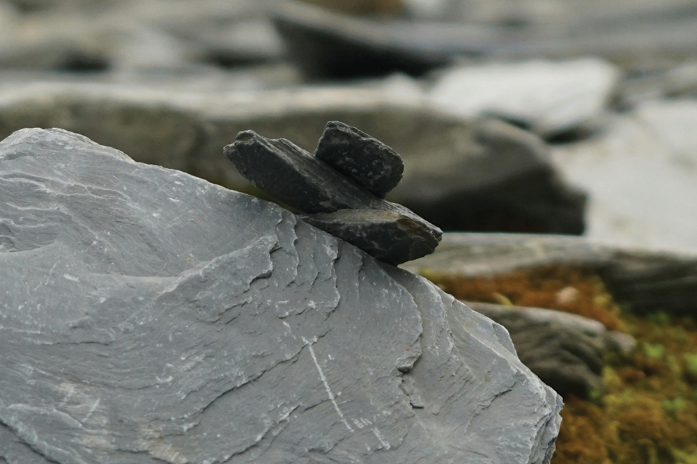 🍁 NOU Kid on the Block