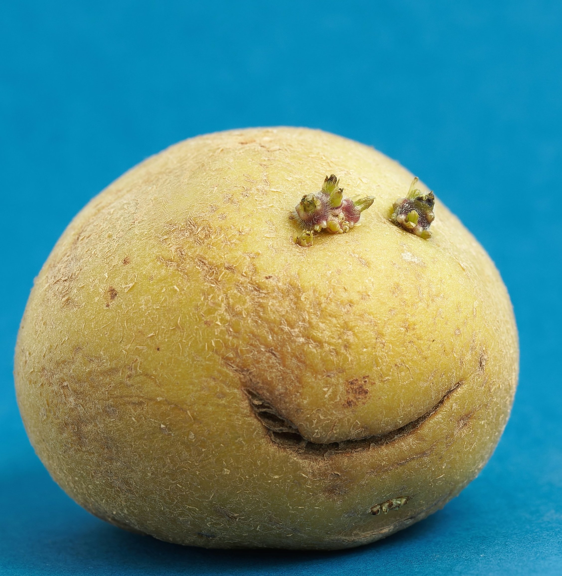 DELIVERY IS RUINING YOUR FOOD. END YOUR COUCH POTATO ERA.