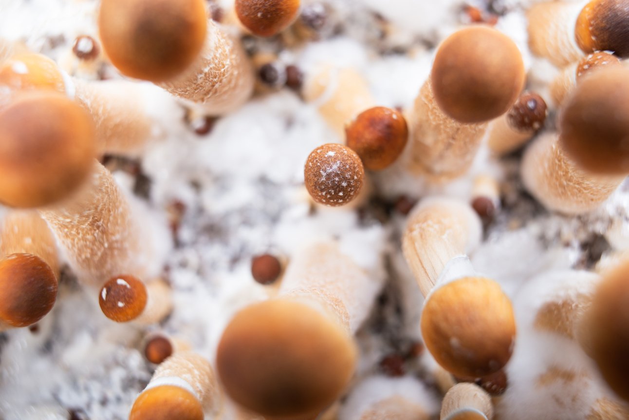 Can Psychedelics Go Mainstream If Public Awareness Is Low?