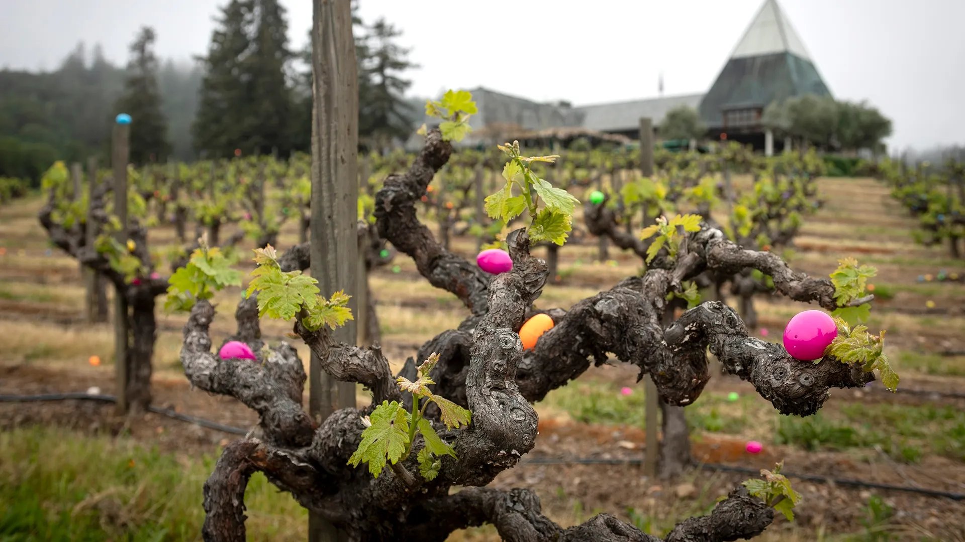 The Healdsburg Event Log