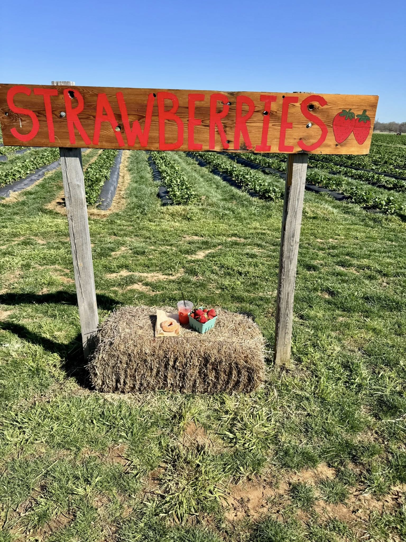 🍓Week of March 16, 2026 