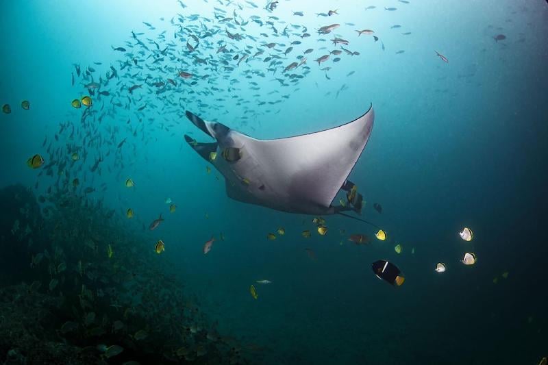 The World’s Largest Aggregation of Oceanic Mantas