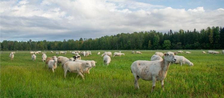 Guide to Ottawa's best farmers markets