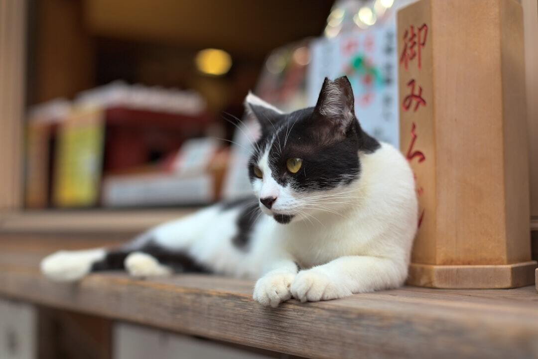 Hong Kong’s feline wellness boom - a sign of things to come?