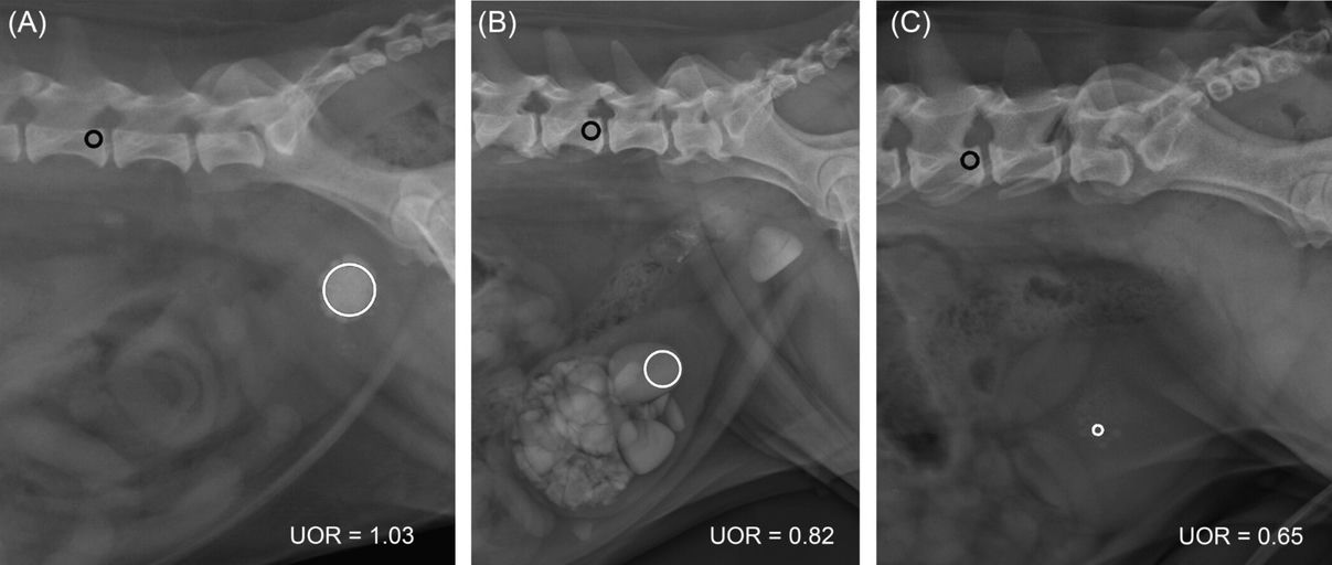 Radiographs Reveal Key Clues to Predicting Canine Bladder Stone Type