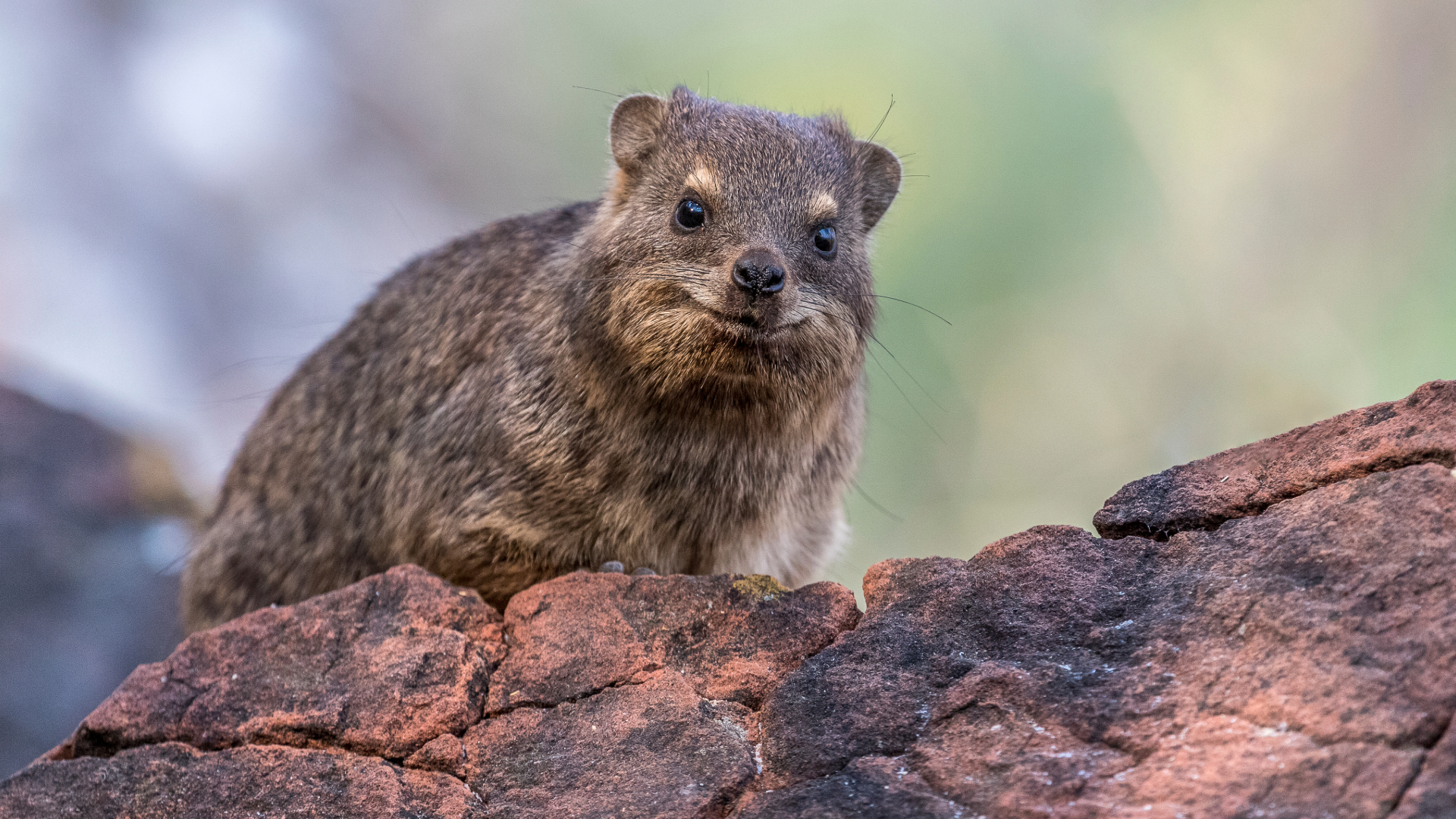 The Hyrax Looks Like a Rodent but Is Related to an Elephant