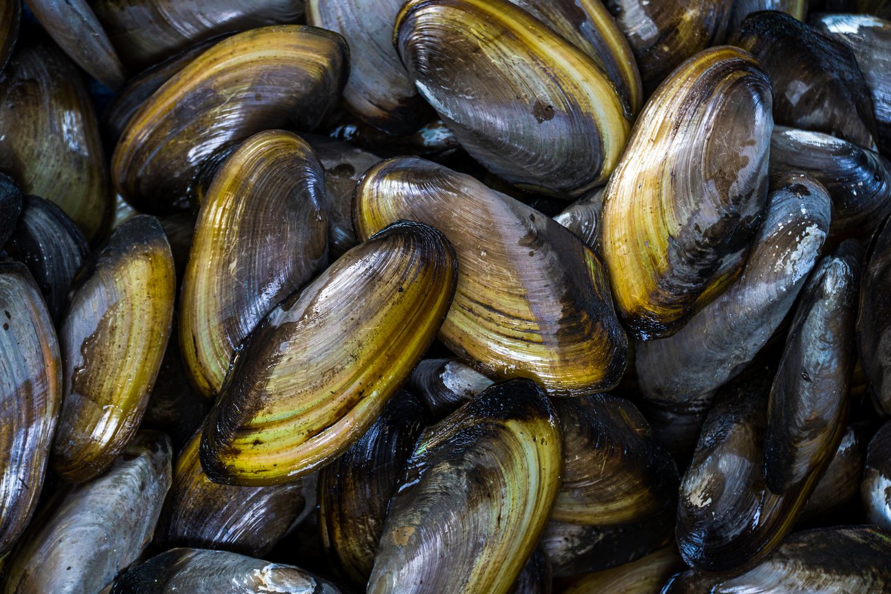Nature’s Guardians: How Mussels Are Protecting Poland’s Drinking Water