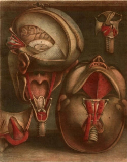 Deeper than the Skin