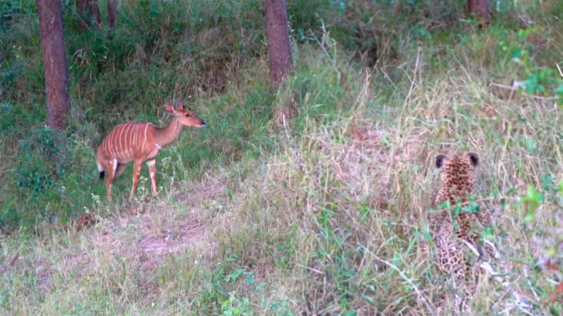 Leopard Misses Its Prey by a Split Second