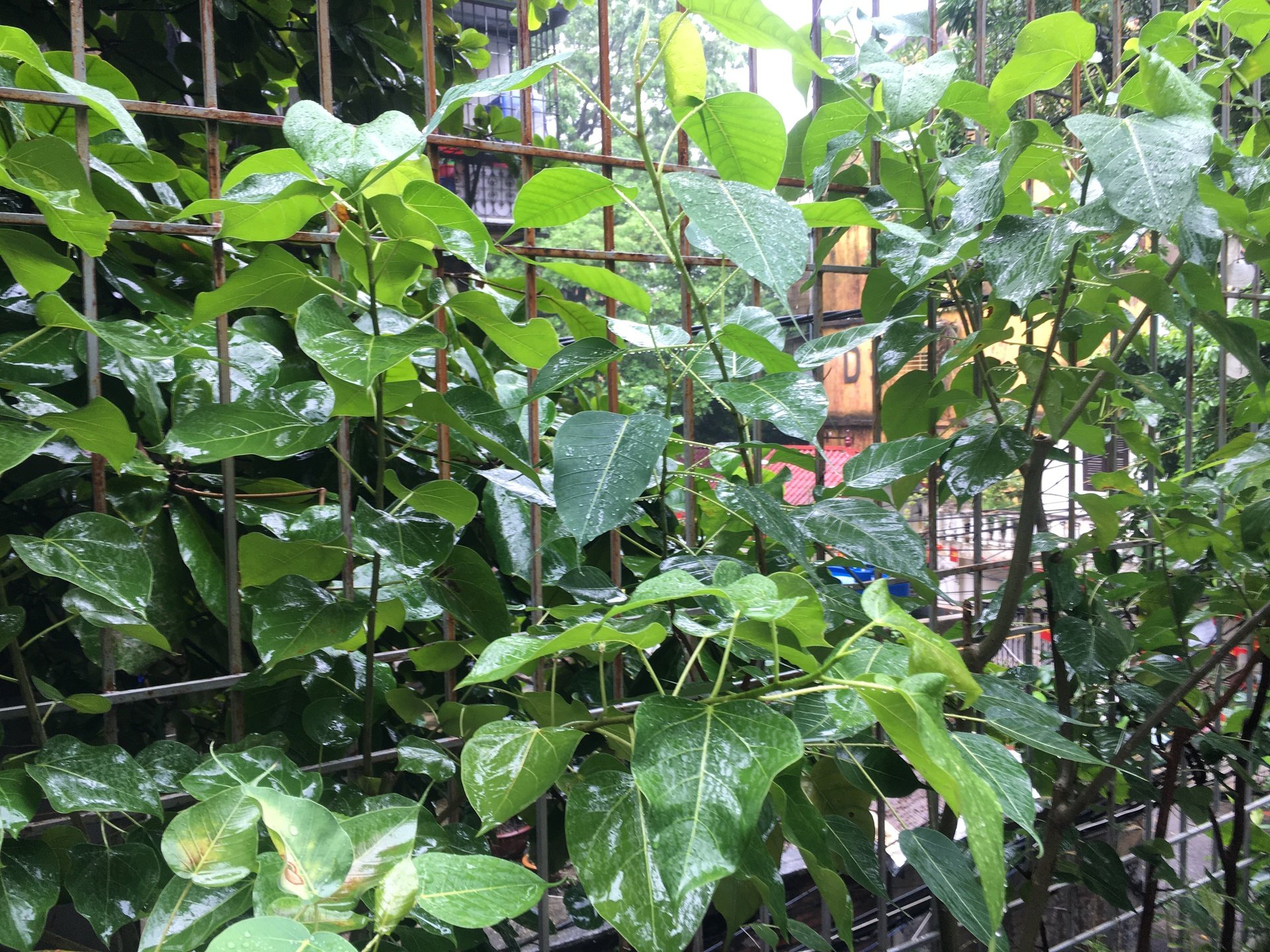 Nhớ Xuân Sài Gòn năm nao