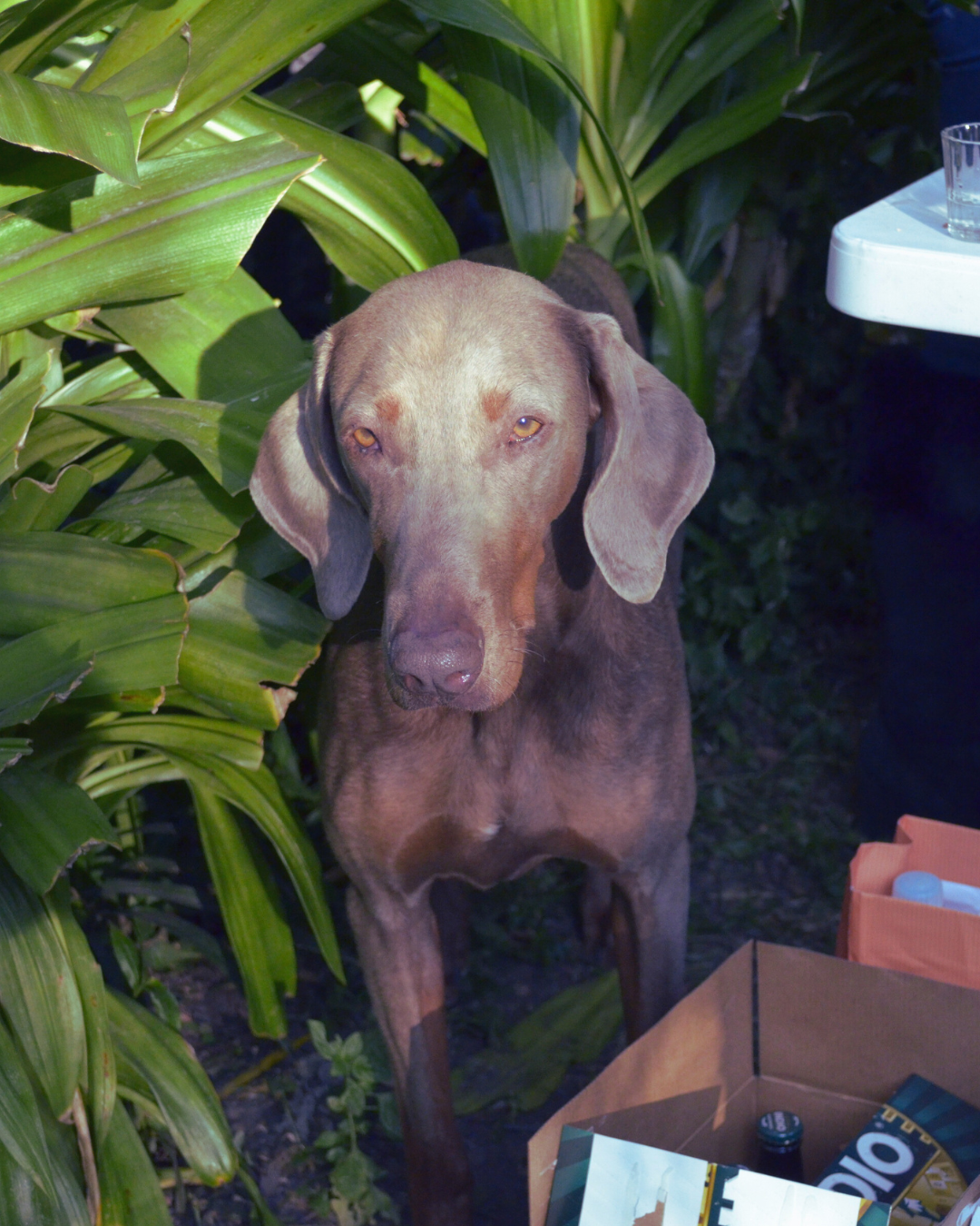 La conversación simple