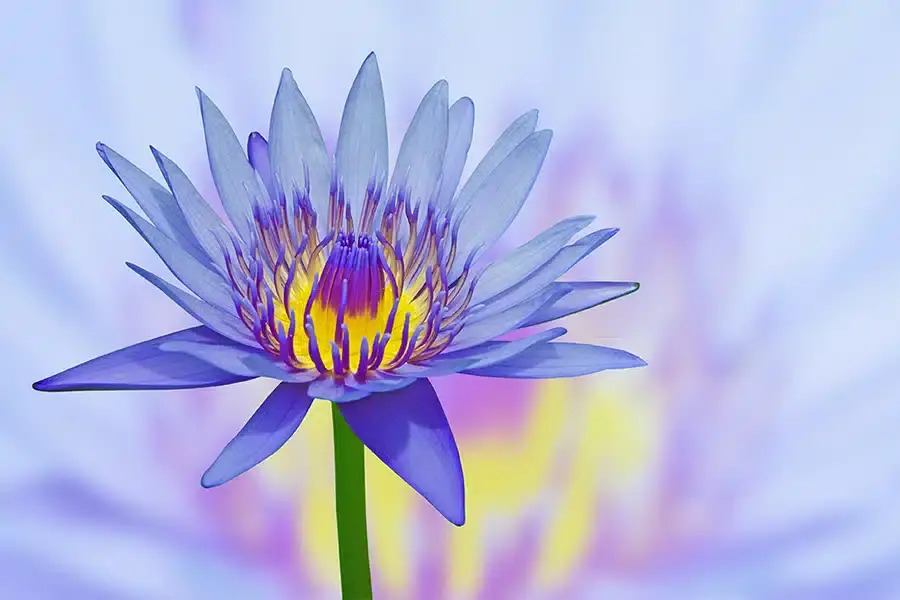 Unlock Blue Lotus’s secrets for lucid dreaming