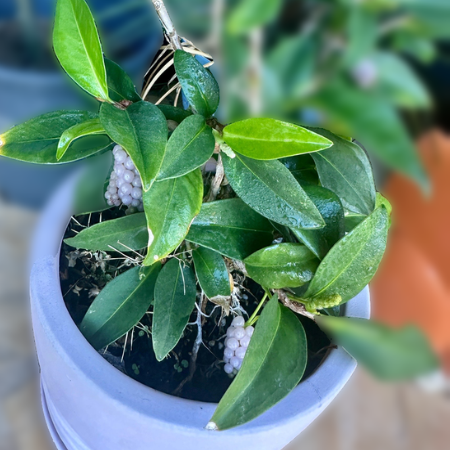 Grow Pearl Anthurium from seed