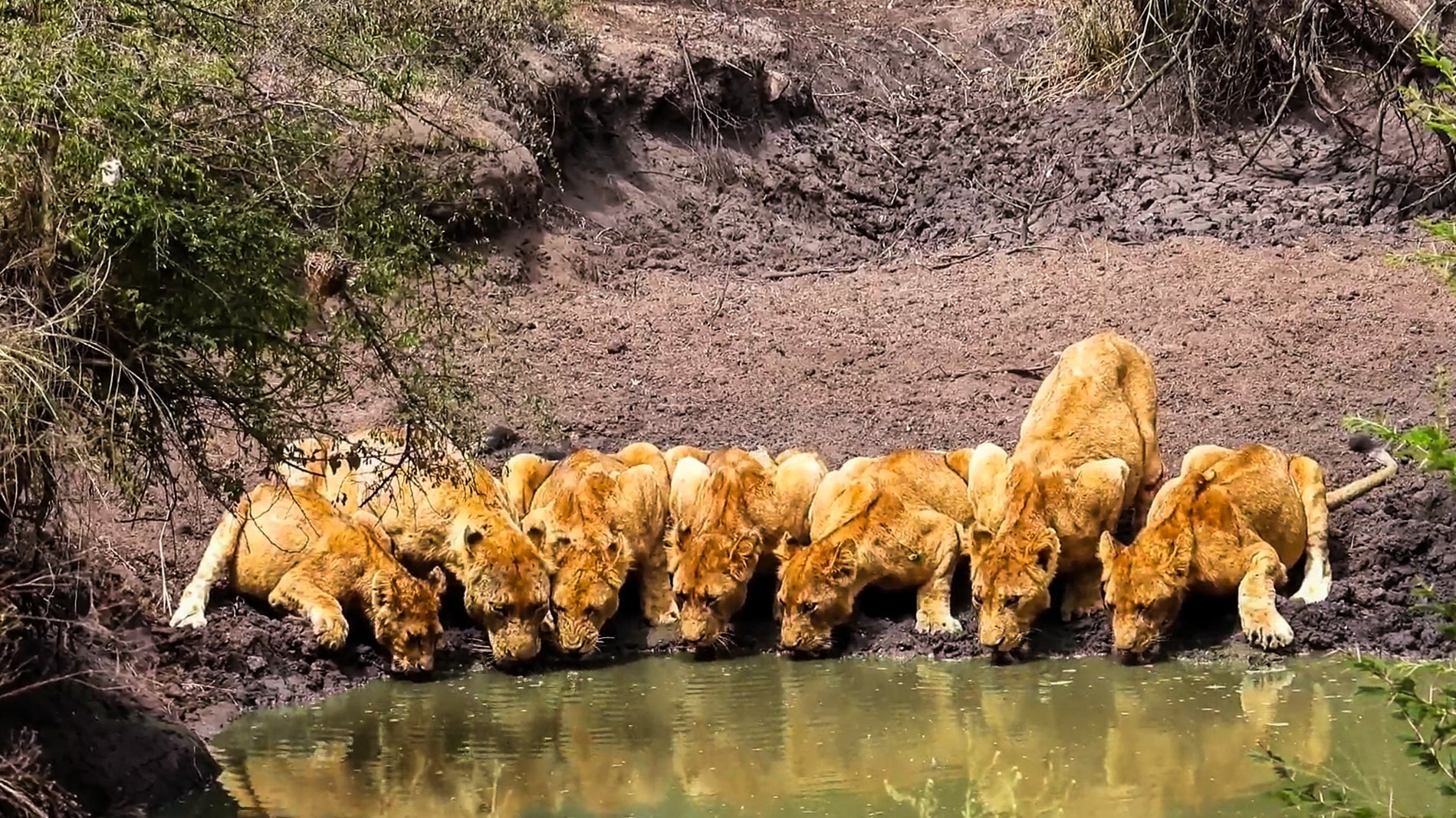Lions Squeeze Together Just To Reach Water