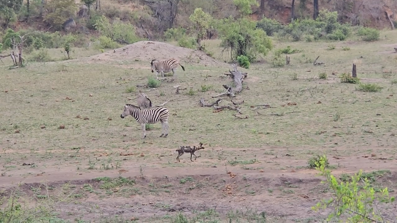 Wild Dogs Hone Skills By Chasing Zebras