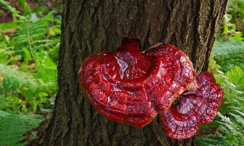 New research review underscores Reishi’s impact on Alzheimer’s