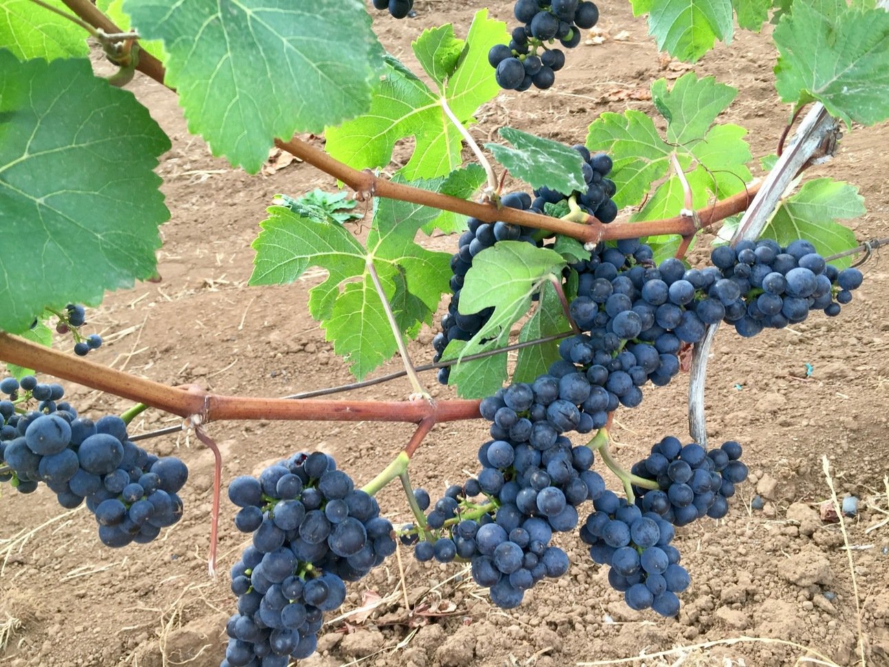 Make McMinnville the top of your wine country bucket list
