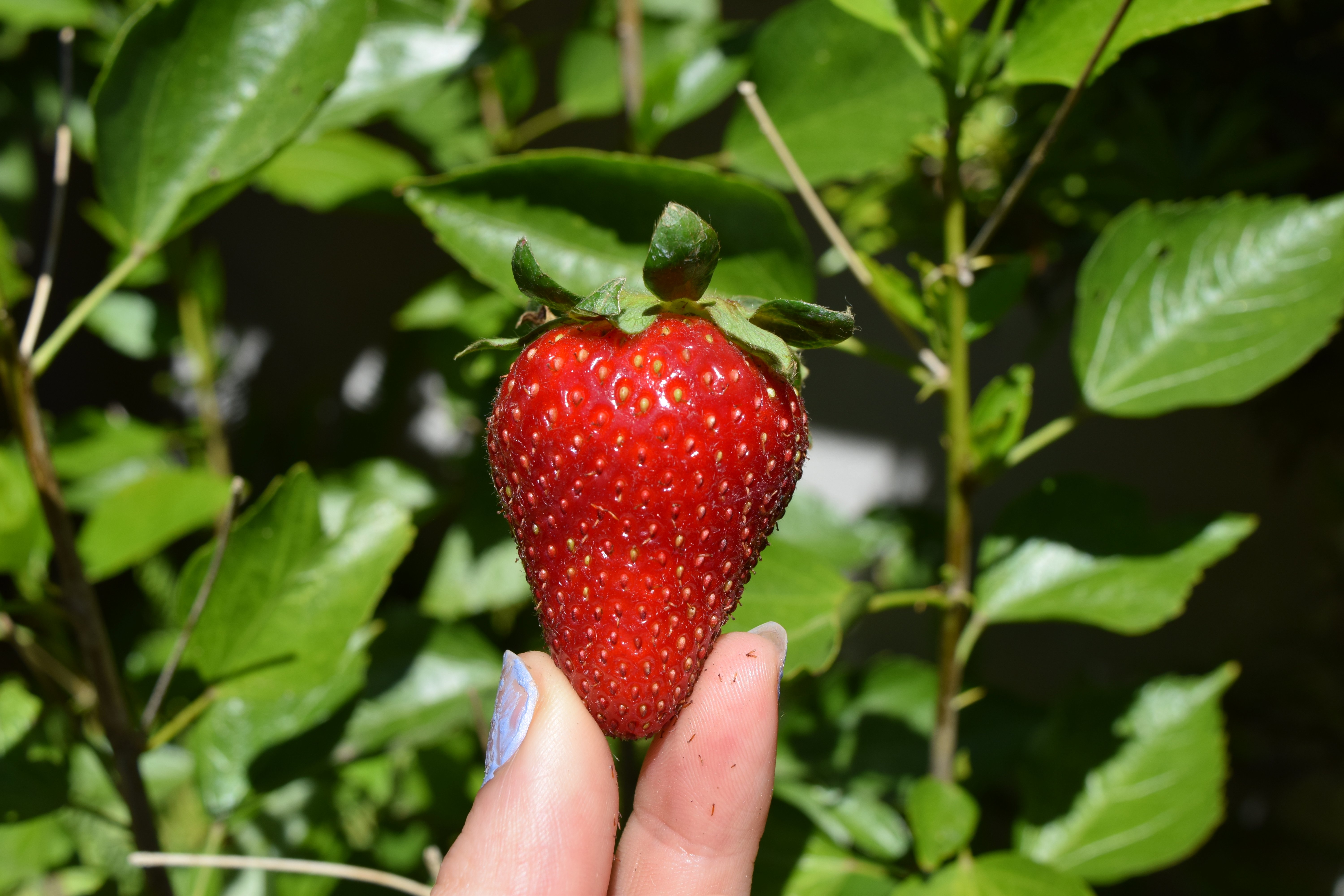 🍇Yes, There Are Goats. No, We Are Not Kidding.