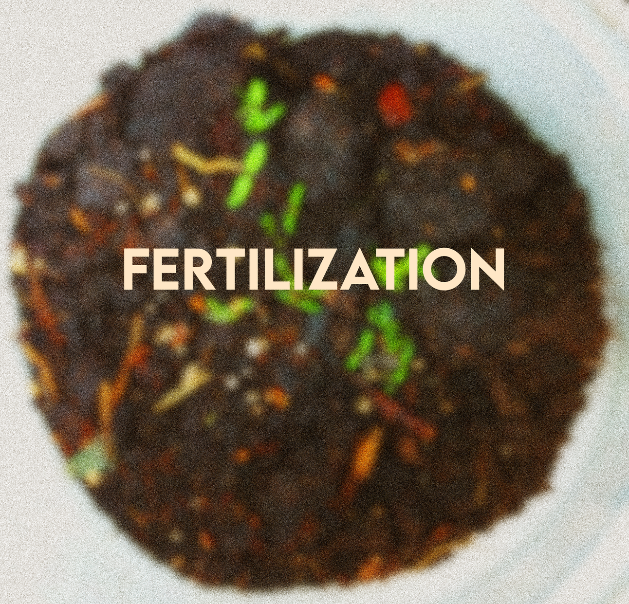 Fertilization