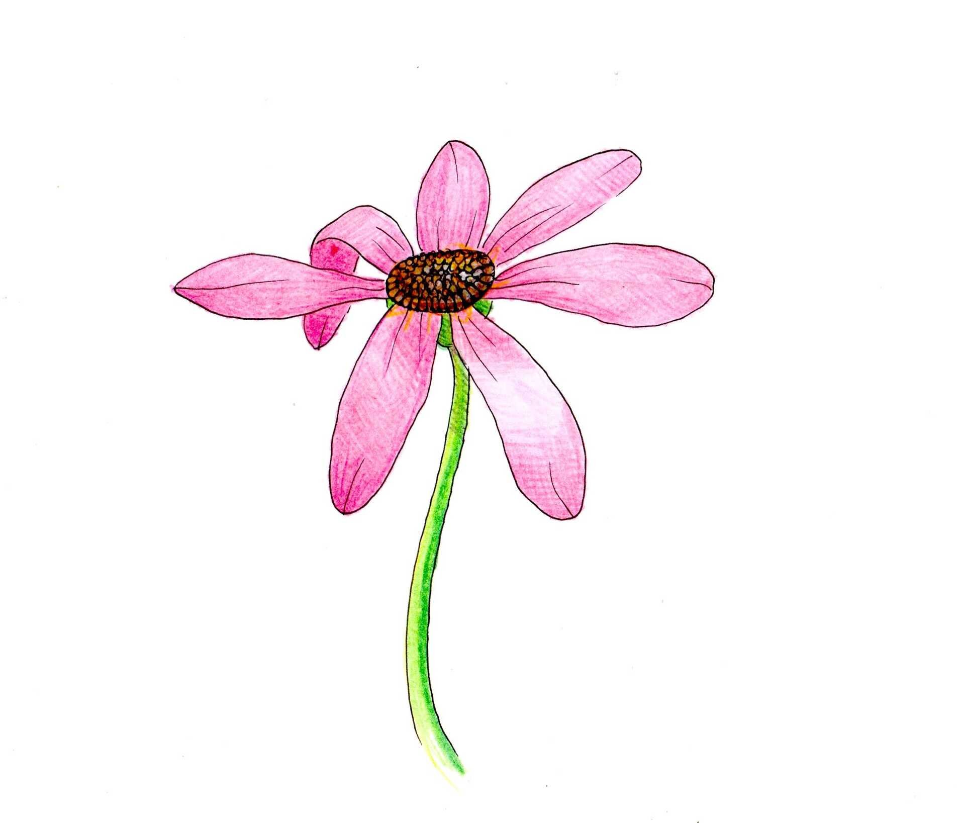 The Most Beautiful Thing You Can Think Of