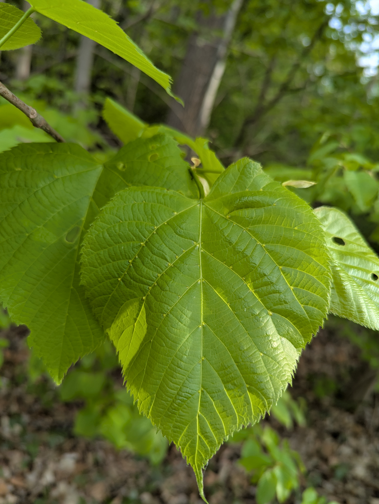 Basswood (Linden)