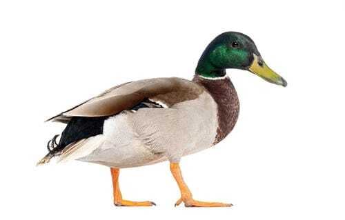 If it quacks like a media company...