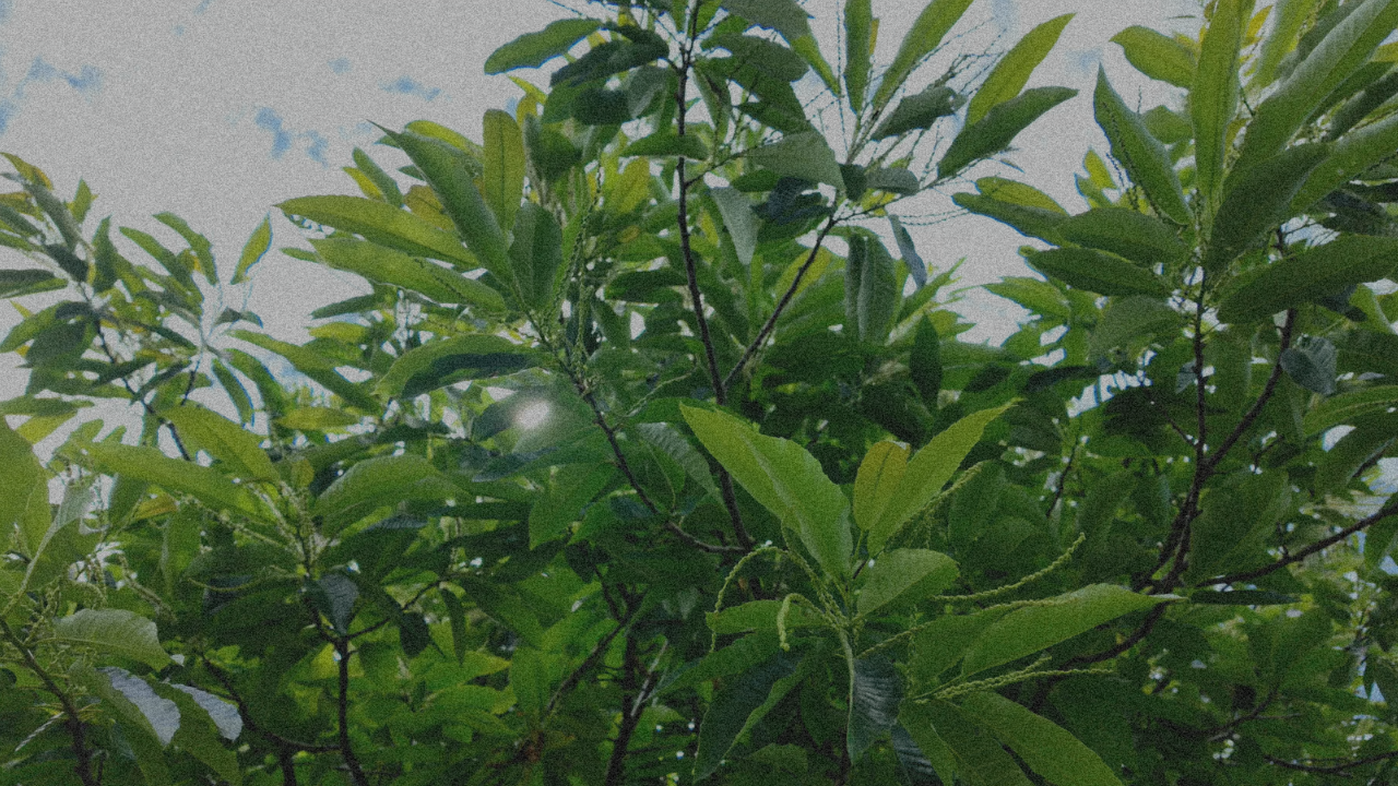 The Sound of Bees in the Chestnut Tree