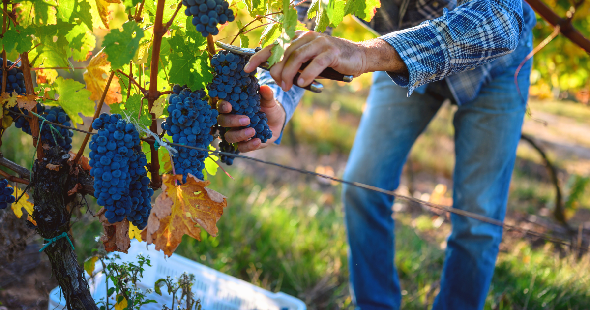 natural wine is confusing. let’s talk about it.