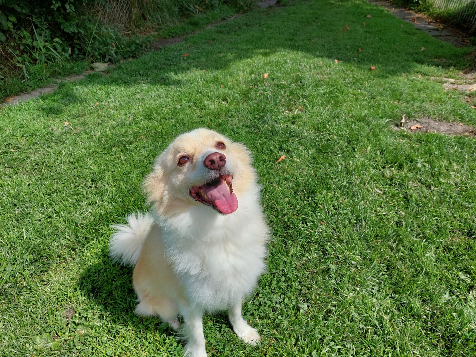 A tribute to the chaos, the love, and the companion who made our home whole.