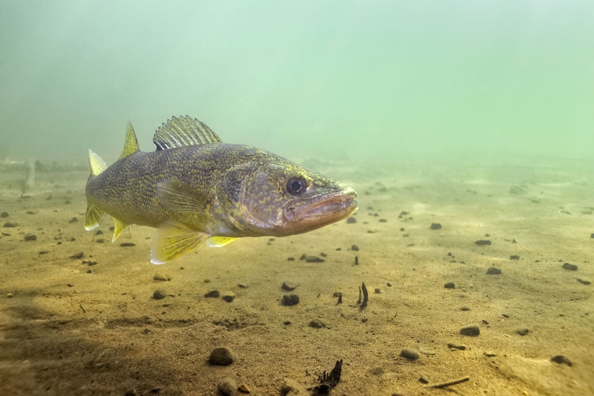 How To Catch Walleye—A Comprehensive Guide