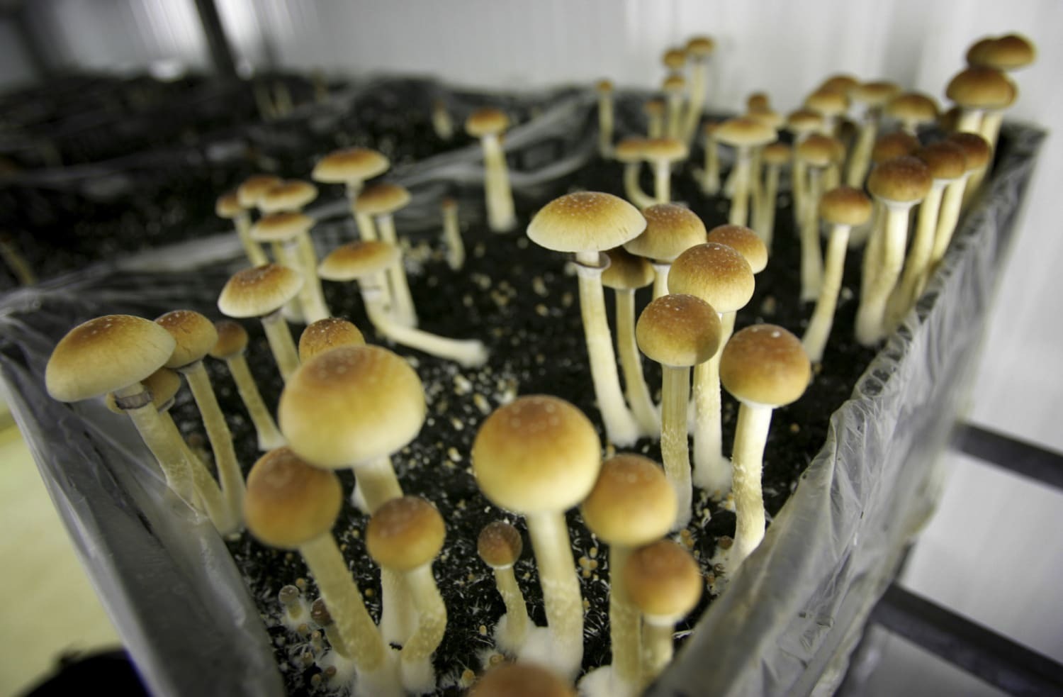 Are Magic Mushrooms the Safest Psychedelic Drugs?