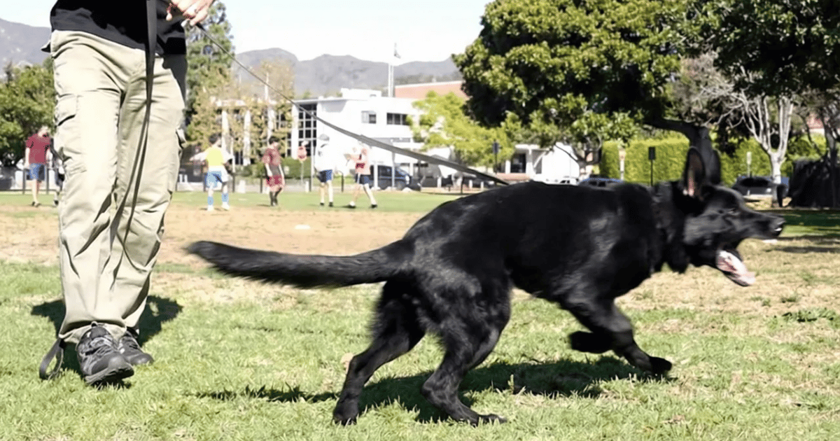 The Dog That Bit Over a Cookie (And the 5-Step Fix That Saved Him)