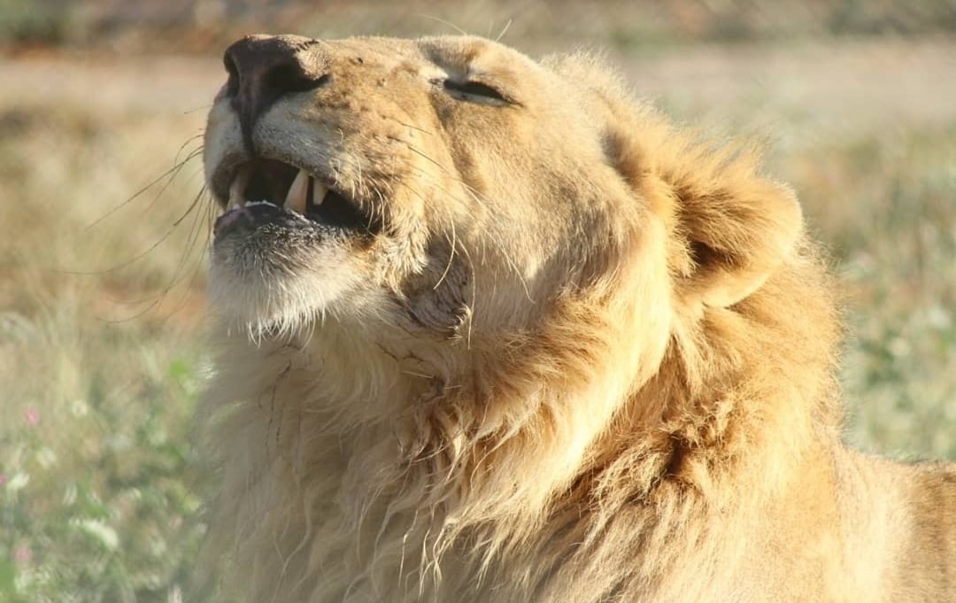Sudan Croc Dispatch🐊28: Blessed Bounties