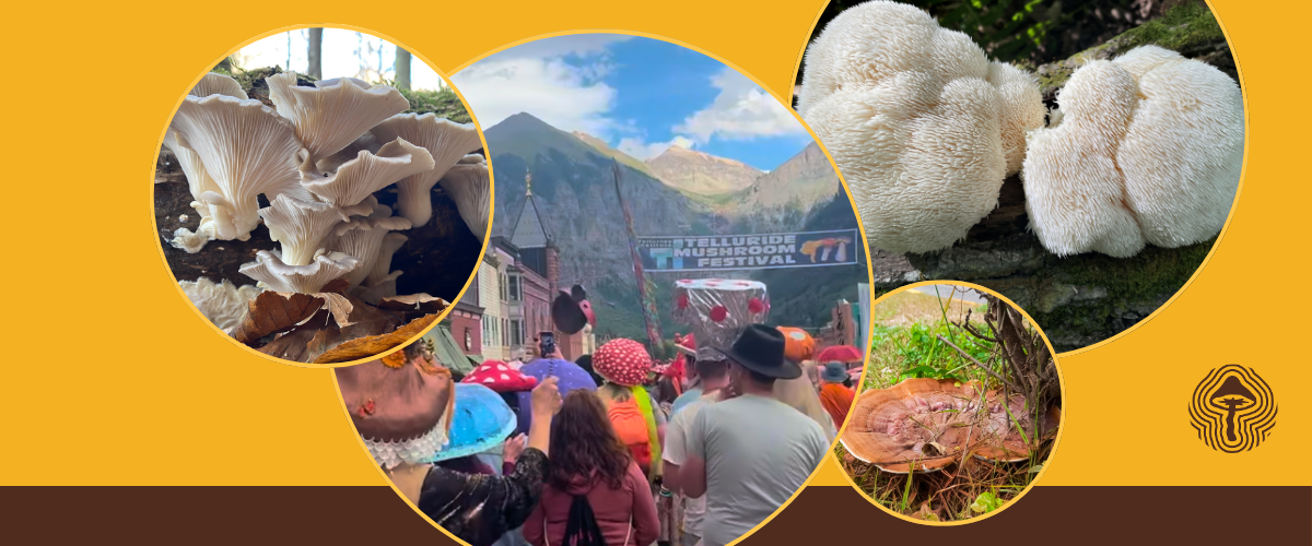 Last Chance to Win Telluride Passes ⏰ | Ergosterol Breakthrough & Psilocybin Aging Study