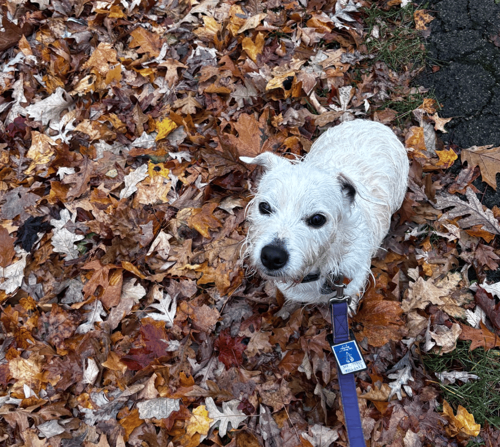 🐶❤️🐶 Why do dogs bark at the vacuum? 🐶❤️🐶  