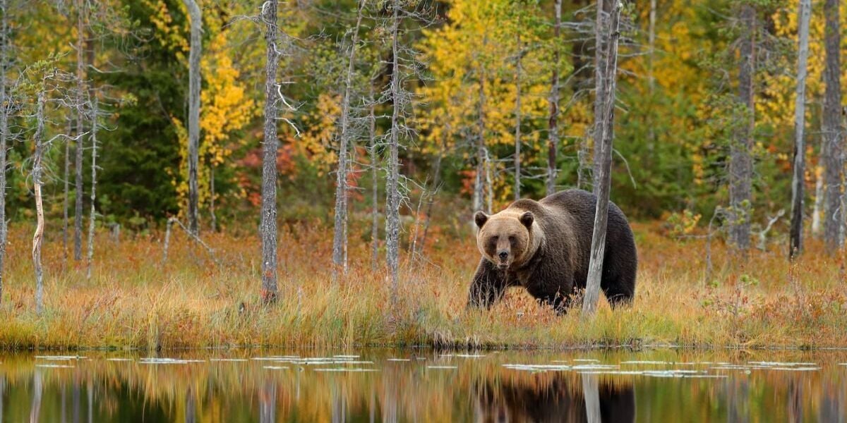 Can't Attend Fat Bear Week? 6 Other Places to See Chunky Bears at Their Best