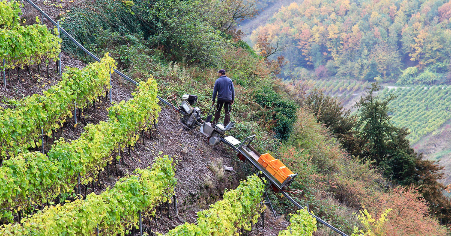 how much should you spend on wine? 🧐