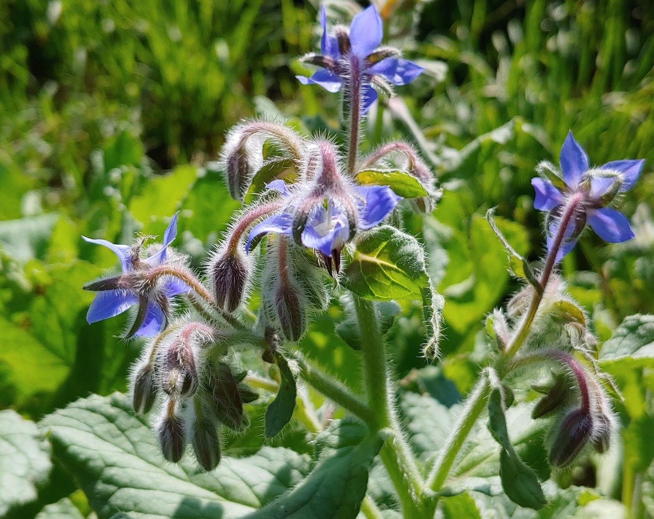 Borage