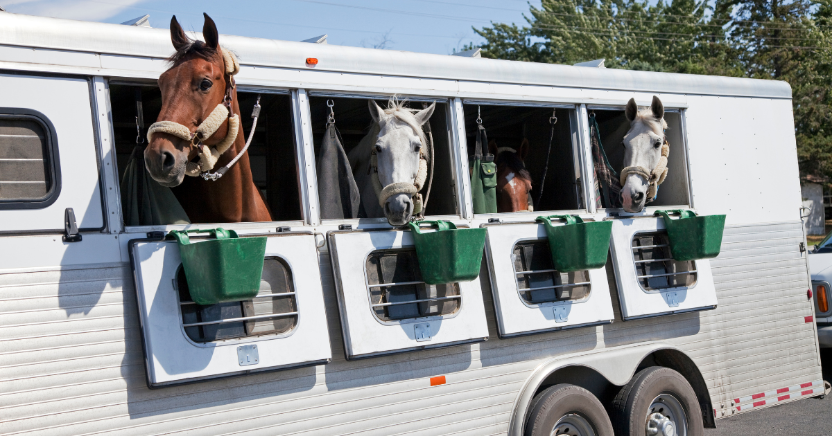 2024 HORSE TRAILER GUIDE: WHAT IS THE BEST HORSE TRAILER SIZE FOR YOU?